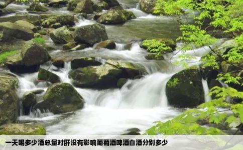 一天喝多少酒总量对肝没有影响葡萄酒啤酒白酒分别多少