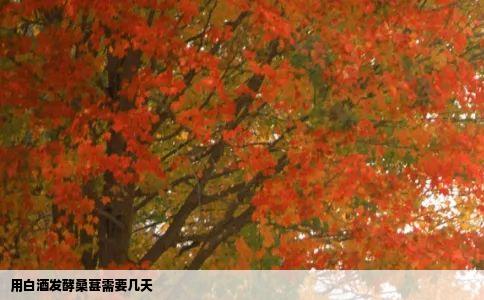 用白酒发酵桑葚需要几天