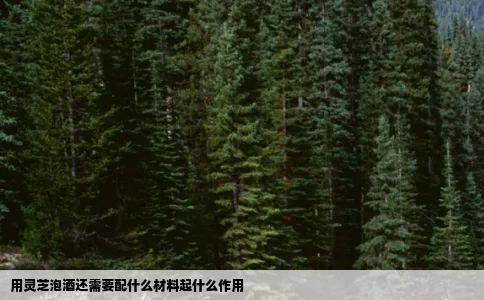 用灵芝泡酒还需要配什么材料起什么作用