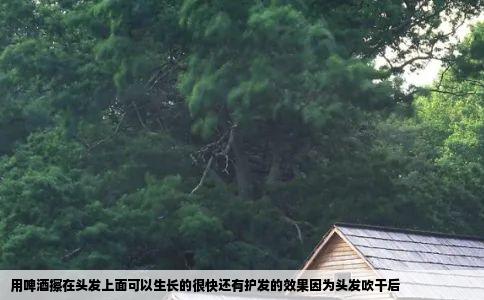 用啤酒擦在头发上面可以生长的很快还有护发的效果因为头发吹干后