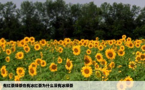 有红茶绿茶也有冰红茶为什么没有冰绿茶