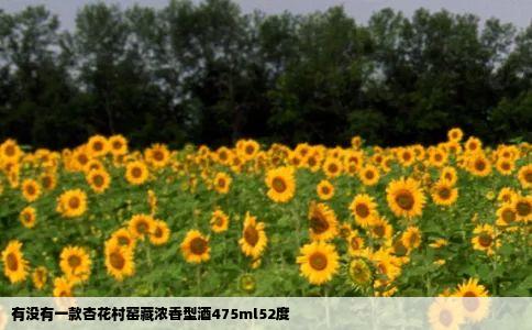 有没有一款杏花村窑藏浓香型酒475ml52度