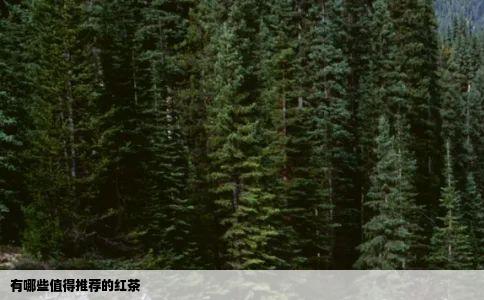 有哪些值得推荐的红茶
