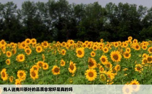 有人说南川茶叶的品质非常好是真的吗