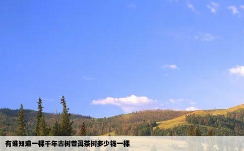 有谁知道一棵千年古树普洱茶树多少钱一棵