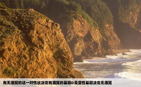 有无酒窝的这一对性状决定有酒窝的基因D是显性基因决定无酒窝