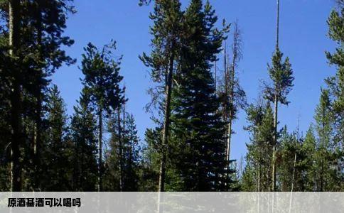 原酒基酒可以喝吗