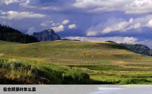 在合肥茶叶怎么卖