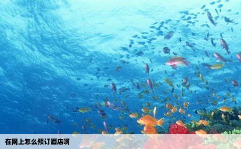 在网上怎么预订酒店啊