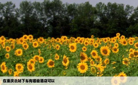 在重庆北站下车有哪些酒店可以