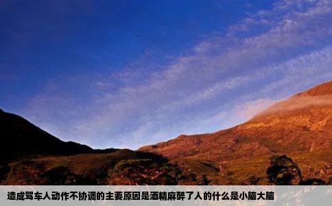 造成驾车人动作不协调的主要原因是酒精麻醉了人的什么是小脑大脑