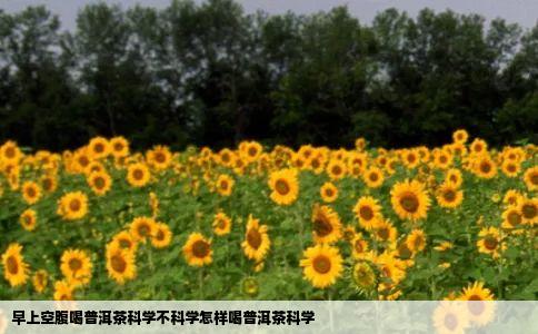 早上空腹喝普洱茶、科学不科学怎样喝普洱茶科学