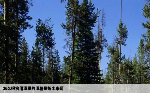 怎么把食用酒里的酒精提炼出来啊
