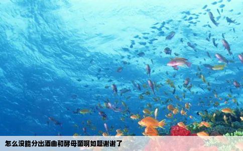 怎么没能分出酒曲和酵母菌啊如题谢谢了