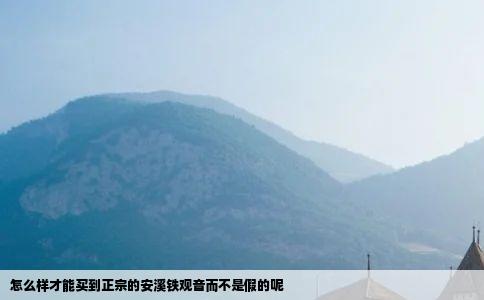 怎么样才能买到正宗的安溪铁观音而不是假的呢