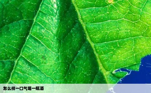 怎么样一口气喝一瓶酒