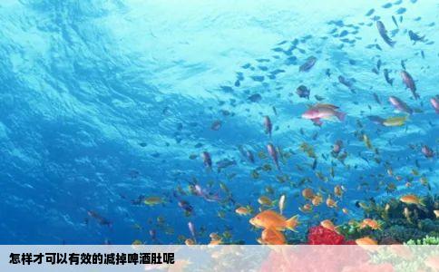 怎样才可以有效的减掉啤酒肚呢