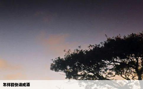 怎样能快速戒酒