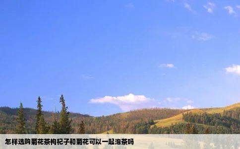 怎样选购菊花茶枸杞子和菊花可以一起泡茶吗