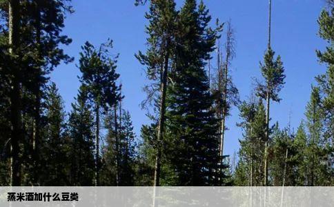 蒸米酒加什么豆类