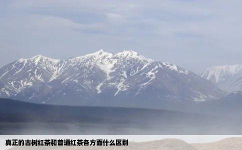 真正的古树红茶和普通红茶各方面什么区别
