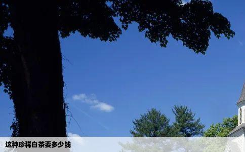 这种珍稀白茶要多少钱