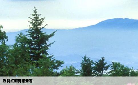 智利红酒有哪些啊