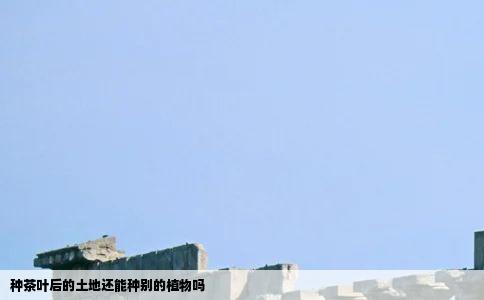 种茶叶后的土地还能种别的植物吗