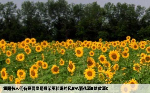 重阳节人们有登高赏菊插茱萸和喝的风俗A菊花酒B雄黄酒C