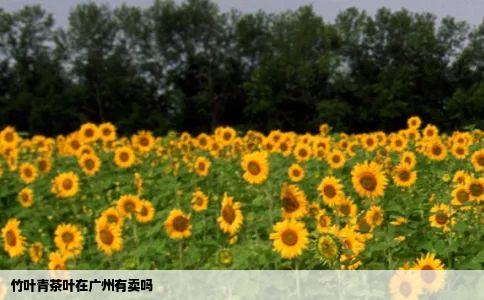 竹叶青茶叶在广州有卖吗