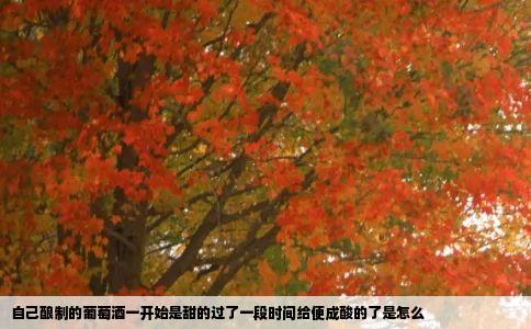 自己酿制的葡萄酒一开始是甜的过了一段时间给便成酸的了是怎么