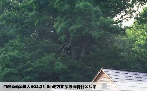 自酿葡萄酒加入SO2以后5小时才加果胶酶有什么后果