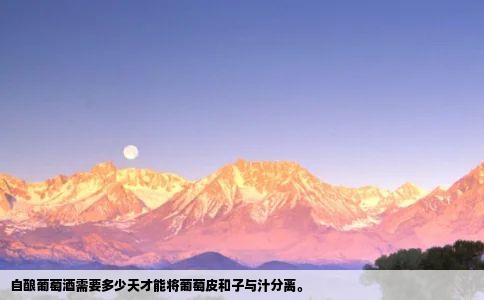 自酿葡萄酒需要多少天才能将葡萄皮和子与汁分离