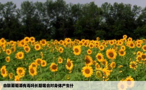 自酿葡萄酒有毒吗长期喝会对身体产生什