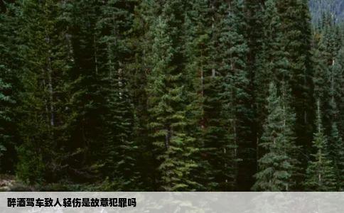 醉酒驾车致人轻伤是故意犯罪吗
