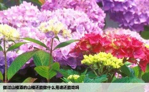 做过山楂酒的山楂还能做什么用途还能吃吗