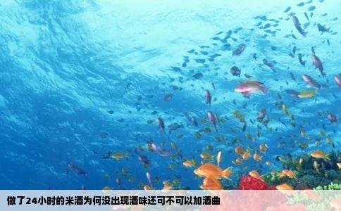 做了24小时的米酒为何没出现酒味还可不可以加酒曲