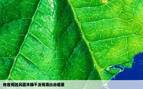 昨夜雨疏风骤浓睡不消残酒出自哪里